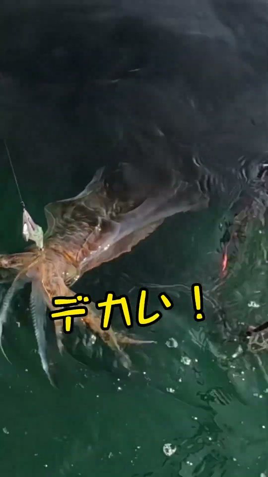 夜に釣れた大きなアオリイカと「デカい！」の文字