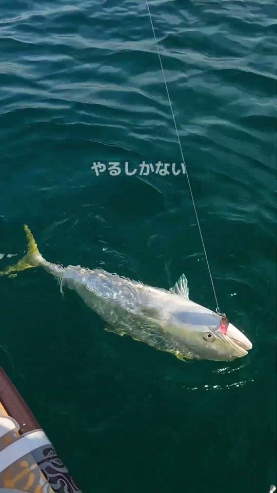 海中を泳ぐブリと「やるしかない」の文字