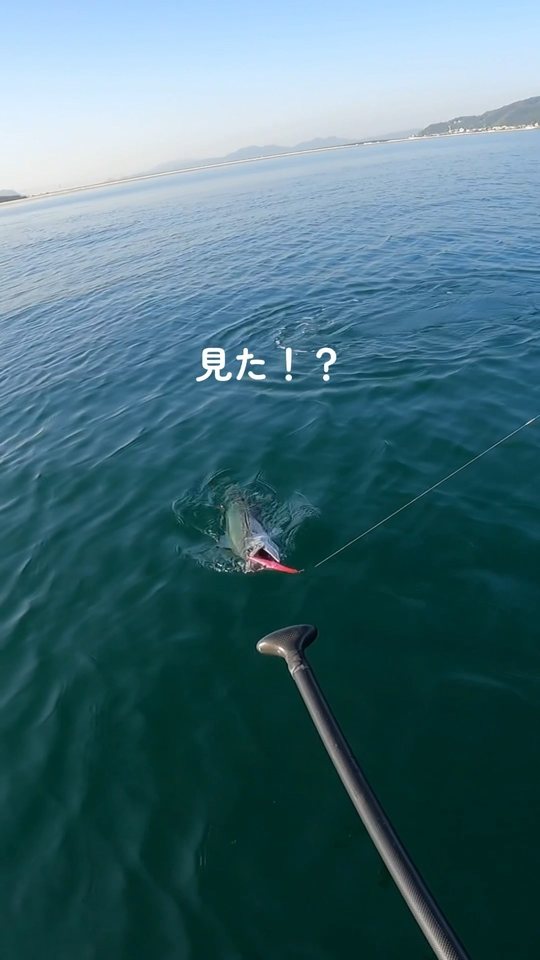 海面近くを泳ぐ魚と釣り竿、「見た！？」の文字