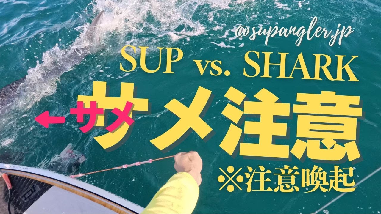 サップフィシングでサワラを釣ったらサメが周りに!? どうする!?