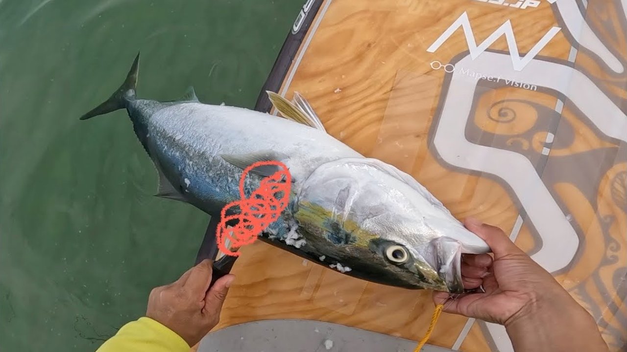 よくわかる！SUPフィッシングで釣った後どうする！？ブリ編