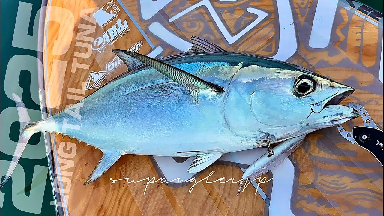 SUPでマグロを追う！キャスティングマグロを釣る攻略法